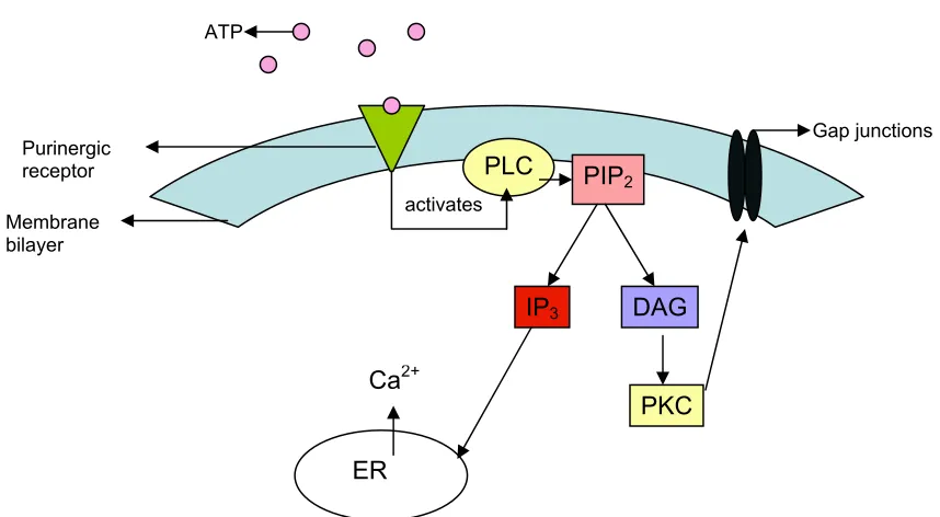 Figure 2.5  
