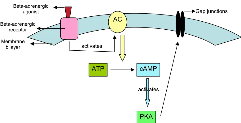 Figure 2.8  