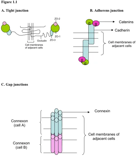 Figure 1.1 A. Tight junction 