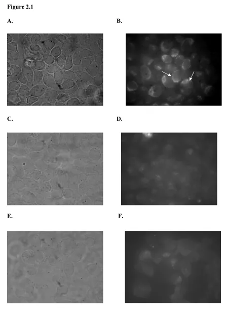 Figure 2.1 A.  