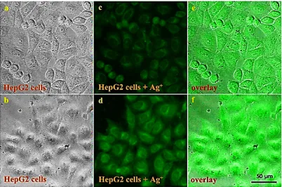 Fig. 10. Fluorescent changes of MC4 (10.0 µM) with addition of various metal ions (16.7 µM) under Uv light
