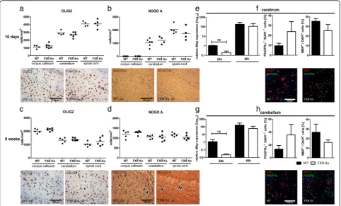 Fig. 2 Loss of FXR does not impact oligodendroglial differentiation in vitro and in vivo