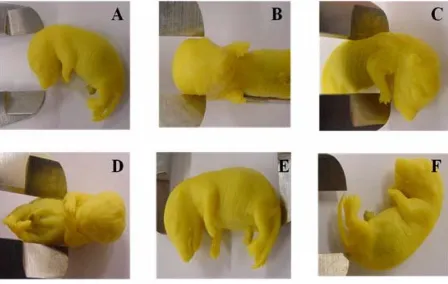 Figure 1. Measurement of external anatomy aspects: an- tero-posterior (A) and latero-lateral (B) of cranio; an- 