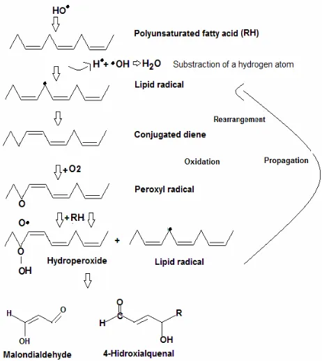 Figure 5. Lipoperoxidation of polyunsaturated fatty acids. The lipid peroxidation process involving free radicals super- 