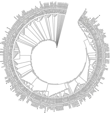 Figure 3. Phylogenetic study of the MADS box proteins known and previously studied in apple