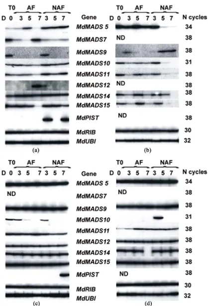 Figure 4peduncle and AZ whereas the amount increased in NAF 