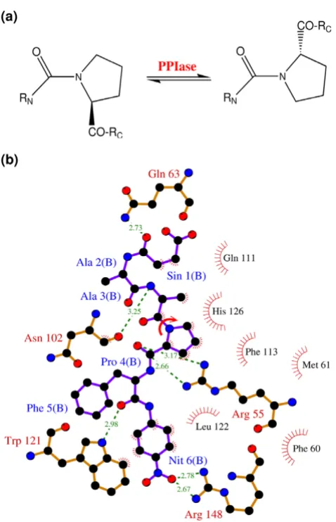 Figure 3Three-dimensional structure of CypAThree-dimensional structure of CypA. Protein secondary structure is represented with cyan arrows (β-sheets) and red helices (α-helices) based on crystal structure from Zhao and Ke (PDB code: 1RMH) [29]
