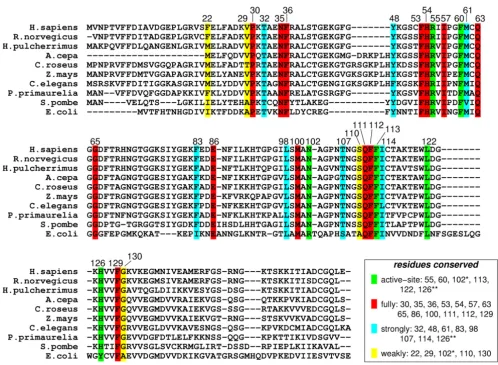 Figure 4Genomic analysis for sequence conservation of CypAGenomic analysis for sequence conservation of CypA