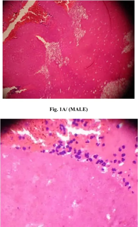 Fig. 2A. (MALE) 