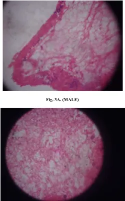 Fig. 3A. (MALE) 