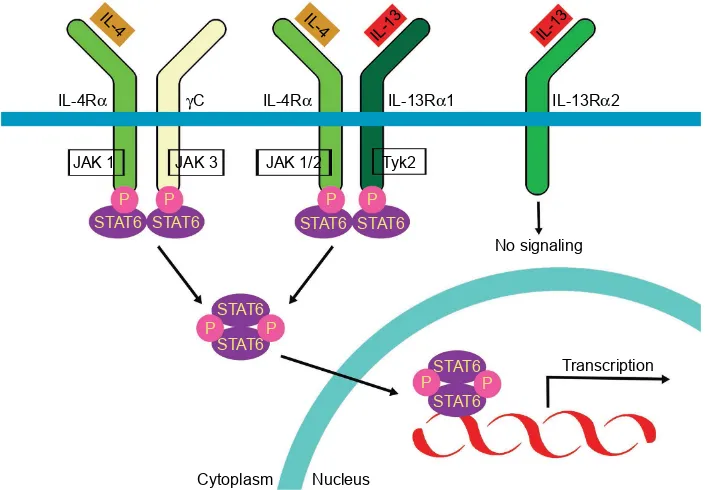Figure 2 Activation of a heterodimeric receptor complex comprised of the iL-13 receptor α1 subunit (iL-13Rα1) and the iL-4 receptor α subunit (iL-4α) by iL-13 and iL-4.Abbreviations: iL, interleukin; JAK, Janus kinase; STAT, signal transducer and activator of transcription; Tyk, tyrosine kinase.
