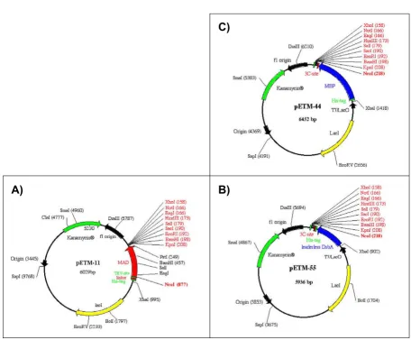Figure 1Maps of the pETM vectorsMaps of the pETM vectors. The vectors pETM11, 44, and 55 are shown as representative examples of the different variables used to combine tags and protease recognition sites.