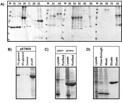 Figure 2Comparison of the wt and I48A mutant EYFP soluble yields using the different pETM vectorsComparison of the wt and I48A mutant EYFP soluble yields using the different pETM vectors