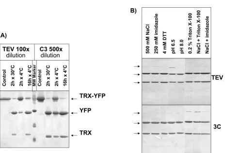 Figure 3Comparison of the protease efficiency of TEV and C3Comparison of the protease efficiency of TEV and C3