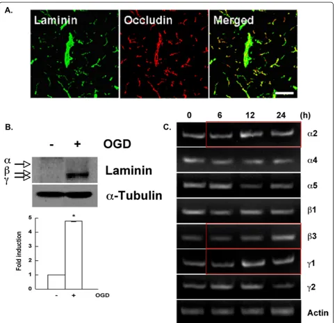 Figure 3 Laminin expression increased on blood vessels following transient middle cerebral artery occlusion (tMCAO).MCAO, sections were stained with antibodies against anti-pan-laminin and occludin