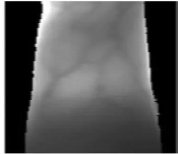 Figure 4: Finger vein image after Segmentation 