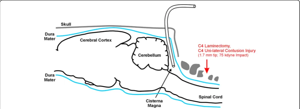 Figure 1 Schematic of contusion injury and cannula placement for CSF extraction. The cannula was guided to a depth of 7 mm to accessthe cisterna magna below the cerebellum.