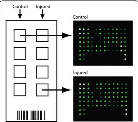 Figure 2 Array format. (Left) Schematic of microarray chip layout.Control and injured CSF were plated in adjacent columns, n = 4 foreach condition