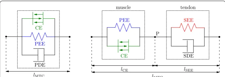 Fig. 1 Schematic structures of the Hill-type muscle models. Withelement,the LSDYNAmuscle model*MAT 156