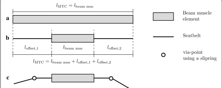 Fig. 2 Comparison of the length relations for the muscle routing approach with the via-point method.full beam element with Hill-type muscle material, where the beam element represents the entire MTC.shortened beam element with Hill-type muscle material ext