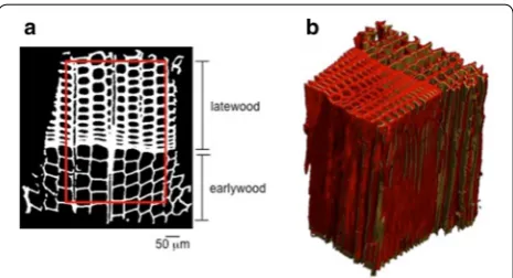 Fig. 1 a Cross-sectional view of spruce wood sample consisting in two tissues with different porosity, i.e