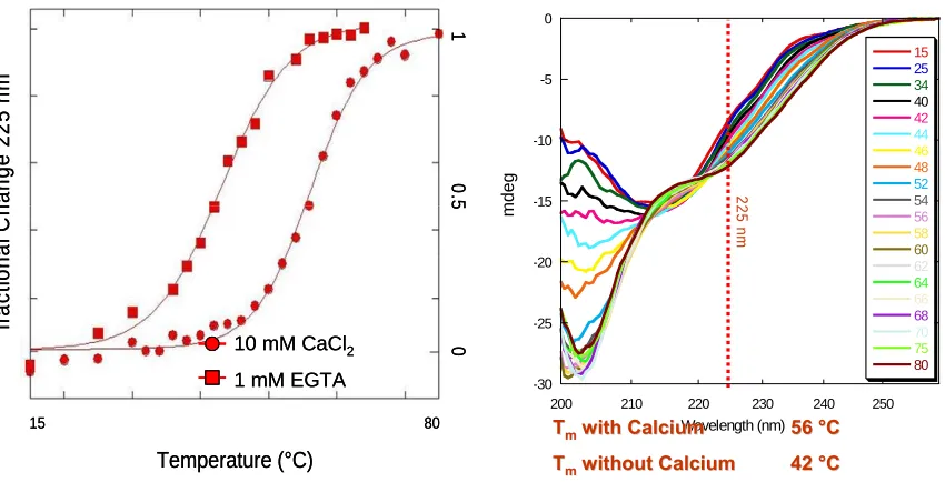 Figure 2.6  Temperature Dependence of CD2.7E15 monitored by Far UVCD Left: Fractional change of far UVCD signal (in mdeg) at 225 nm with increasing temperature from 15 to 80 °C
