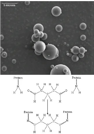 Figure 4.1  SEM of Albumin Microspheres and the Crosslinking Reaction  Top: Scanning electron micrograph of albumin microspheres