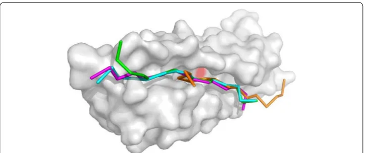 Fig. 4 CABS-dock predictions for the 3bfq complex. The image shows comparison of the experimental contact used in the docking is marked in peptide pose (in magentathe best from ten top-scored models (in , taken from the 3bfq complex) with CABS-dock models 