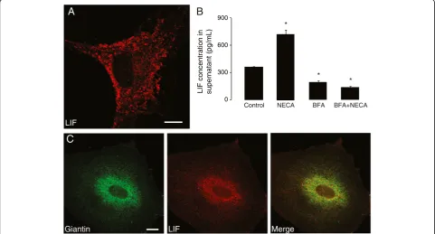 Figure 8 Leukemia inhibitory factor (LIF) secretion in primary astrocytes is constitutive and independent of NECA stimulation