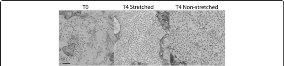 Fig. 2 Stretch influences collagen fibril formation in an embryonic tendon model. Transmission electron microscopy images of fibrin gel tendonconstructs seeded with embryonic chick metatarsal tendon cells at day 0 (T0), and after 4 days (T4) with and witho