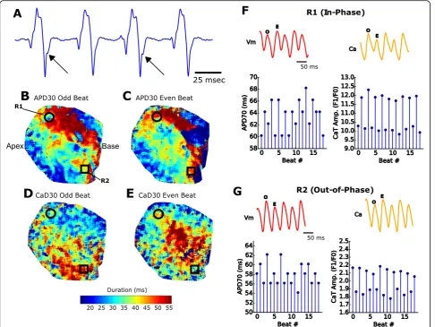 Fig. 7 Simultaneous calcium and voltage imaging during ventricular tachycardia. a T-wave alternans (arrows) on alternating waveforms recordingfrom an isolated, intact heart