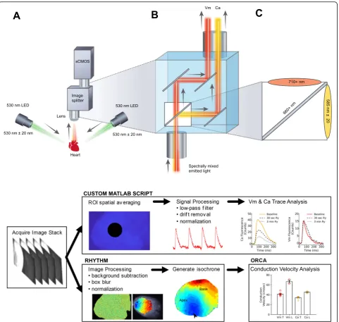Fig. 1 Overview of the optical design and workflow.camera (Zyla 4.2 PLUS, Andor Technologies), a Optical system configuration with image splitting device positioned in front of a sCMOS b Emission of each complementary probe (Vm, Ca) is separated by wavelen