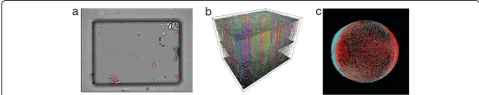 Fig. 1 Examples of cell tracking data: (a) In vitro tracking of an initially small number of cells
