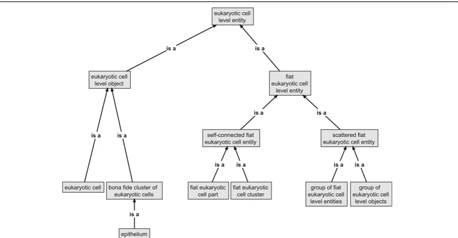 Fig. 7 Top-Level Subclasses ofobject ‘eukaryotic cell level entity’. Eukaryotic cell level entities are differentiated into a bona fide ‘eukaryotic cell level’ and a ‘fiat eukaryotic cell level entity’ class, which are disjoint