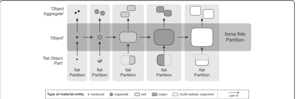 Fig. 3 BFO’s Basic Granularity Framework. A bona fide partition from a multi-cellular organism to a molecule represents the center of BFO’sgranularity framework and reflects direct subclasses of BFO’s ‘object’ for the biological domain