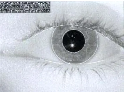 Figure 1Iris code from an iris-scanIris code from an iris-scan. (Adapted from [3] (© 1990 IEEE))