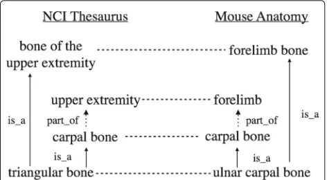 Fig. 1 Example of alignments between the NCI Thesaurus and theMouse Ontology (adapted from [56])