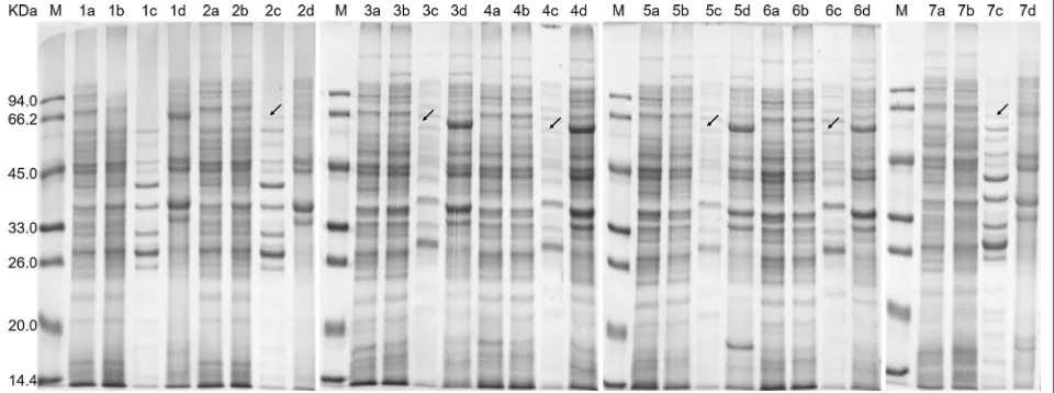 Fig. 1 SDS-PAGE analysis of recombinant protein lipBJ10 sample from BL21 (DE3) containing different recombinant plasmid from pET-SigPFL00 to pET-SigPFL06 induced with 0.2 mM IPTG for 40 h at 20 °C