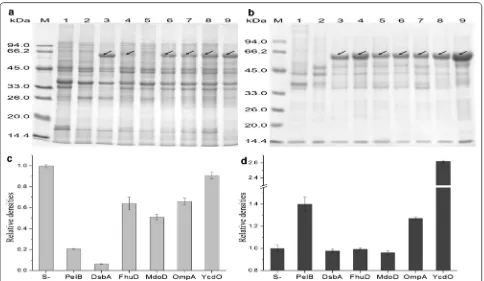 Fig. 2 Relative expression level of lipBJ10 in different recombinant between different strains were statistically significant at a strains (from BL21-00 to BL21-06)