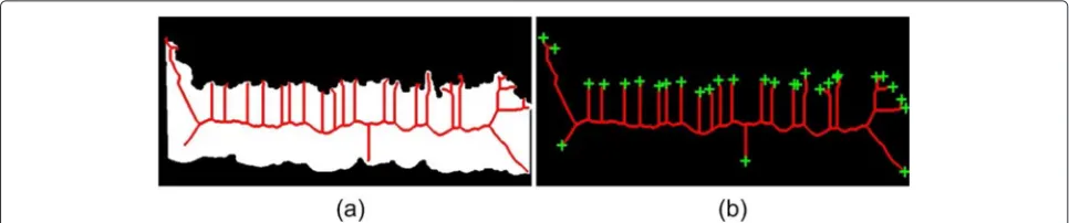 Fig. 6 Epidermis skeleton and end points. a Skeleton b4 superimposed on epidermis mask b3