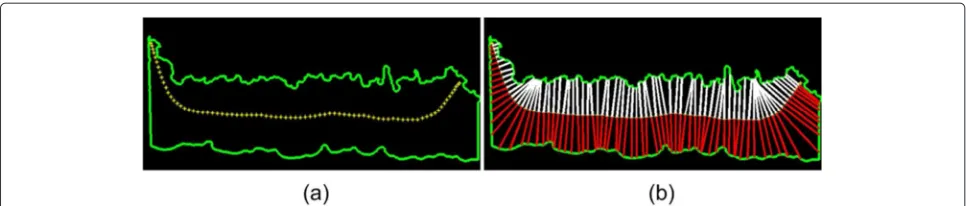 Fig. 9 Illustration of epidermis thickness measurement. a Epidermis contour with selected points on the main axis