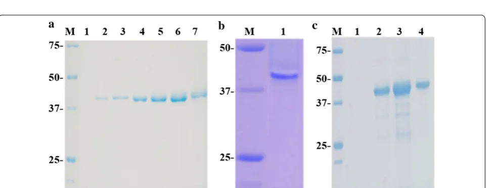 Fig. 1 Activity profiles of cultures expressing Chit42. The circles) were measured at the indicated times at 35 °C