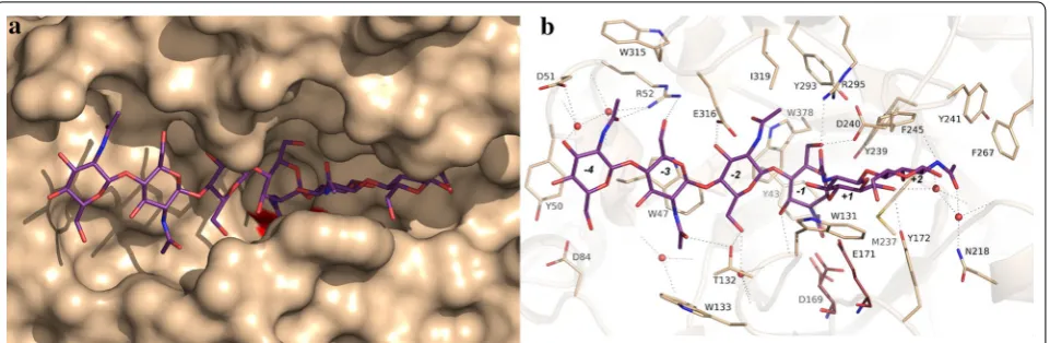 Fig. 6 The active site of Chit42. Detail of the crystal structure showing the proposed binding of a COS chain