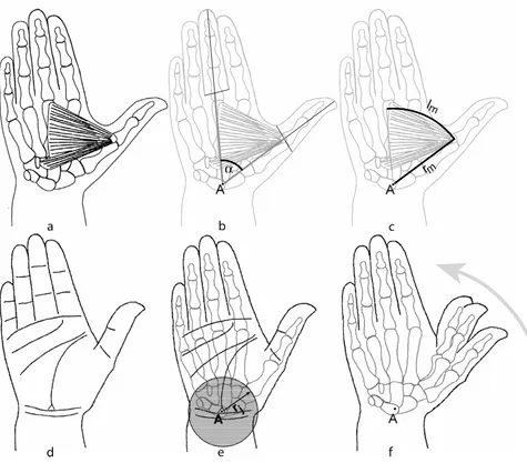 Figure 1musculus adductor pollicishand, and originates mainly from the span of the third metacarpal the finger, inserting into the metacarpal joint of the index fin-the distance rthe muscle radius ra-f: Anatomical relations of the a-f: Anatomical relations