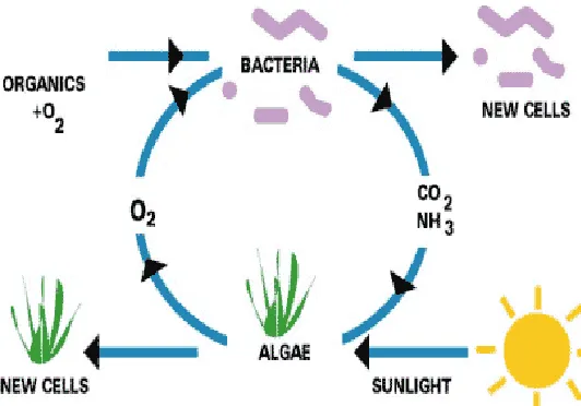 Fig 1:  Algae-Bacteria-Simbiosis [Courtesy: United Nations Environment Programme] 