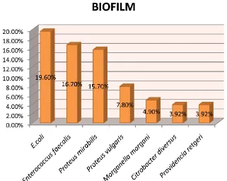 Figure 2. Percentage distribution of seven most isolated uropathogens in biofilm.  