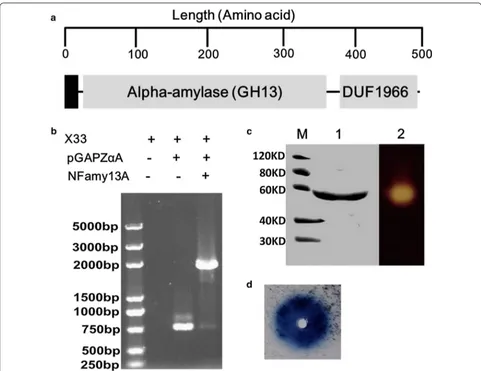 Fig. 1 Schematic representation, genomic integration, Zymogram analyses and plate-based activity assays of NFAmy13A