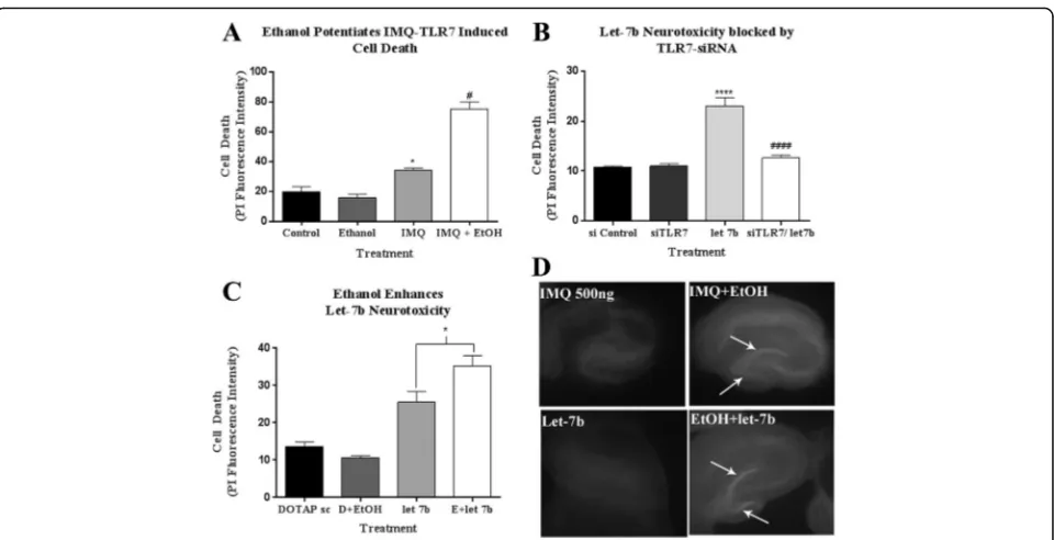 Fig. 6 Ethanol enhances TLR7-mediated neurotoxicity. Hippocampal-entorhinal (HEC) slices were treated with TLR7 agonist Imiquimod (IMQ,****slices.let-7b alone,cultures were treated with a low dose of IMQ (500 ng/mL) or vehicle for 48 h, followed by additio