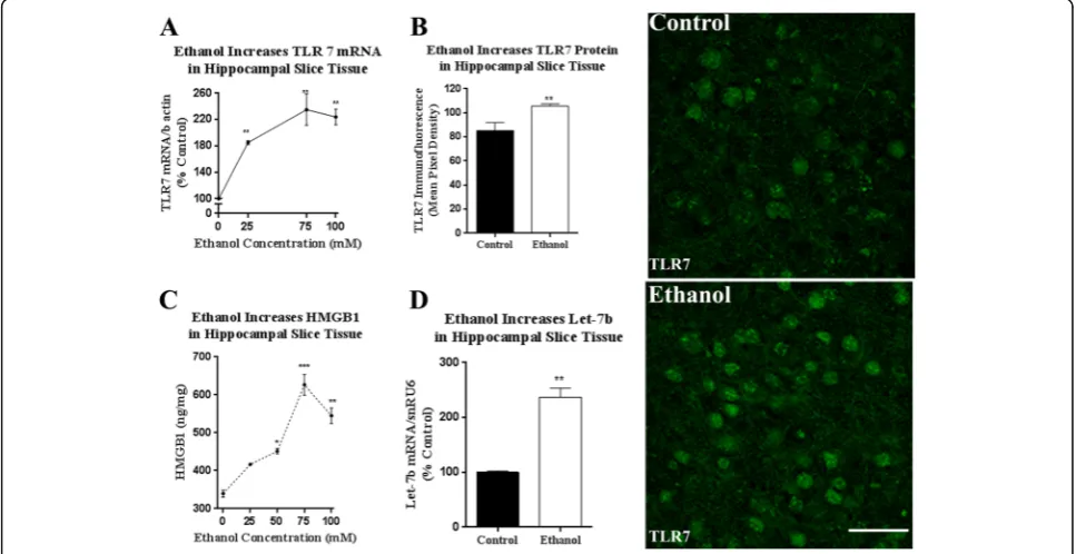 Fig. 2 Ethanol increases miR let-7b, HMGB1 in hippocampal-entorhinal slice culture (HEC)