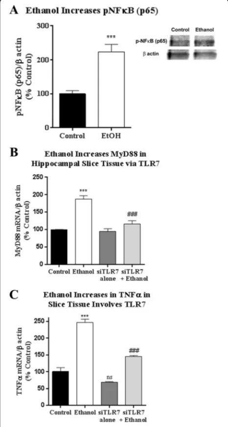 Fig. 3 Induction of NFκB target genes by ethanol involves TLR7.HEC slices were exposed to ethanol for 48 h